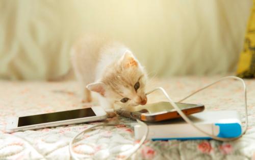 コードを噛む子猫