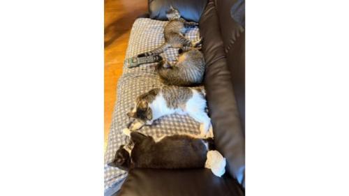 ソファーに座る猫