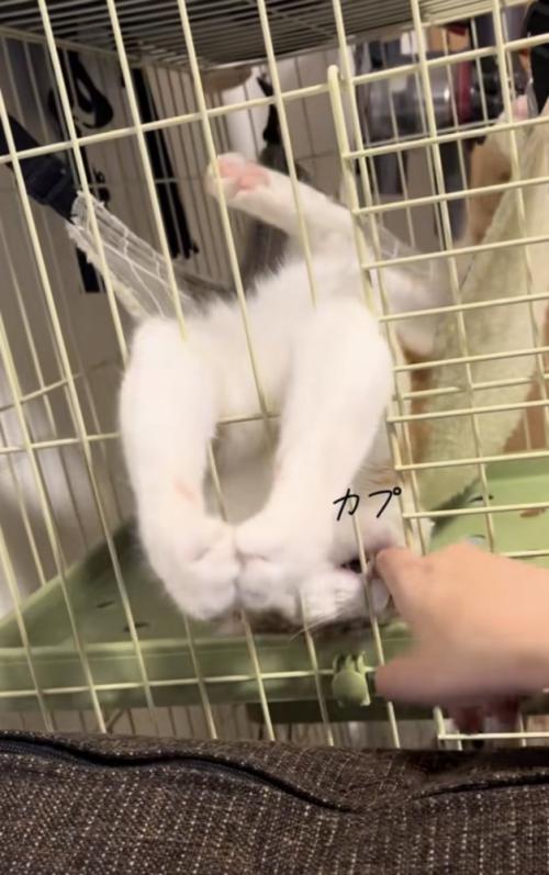 ハンモックでくつろぐ猫の写真5