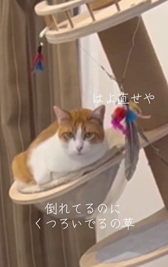倒れかけのキャットタワーでくつろぐ猫