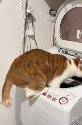 洗濯機の上の猫