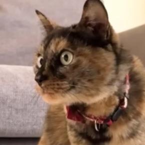 猫がいる家に『虫』が入ってきた結果…笑ってしまう『日常の様子』が11万再生「平和でほっこりした」「まんまるお目目が可愛すぎ」