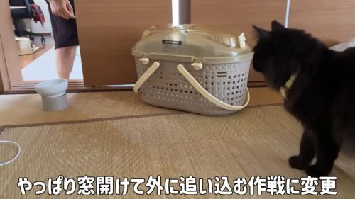 部屋の中にいる猫