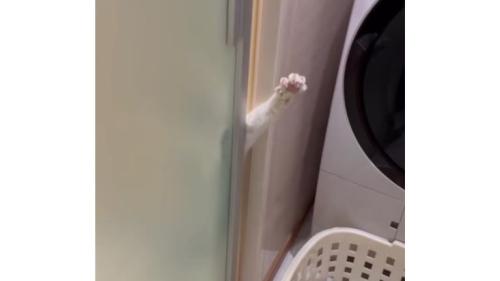 脱衣所と猫の手