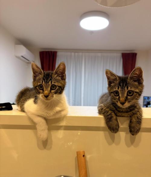 並んで座る2匹の子猫
