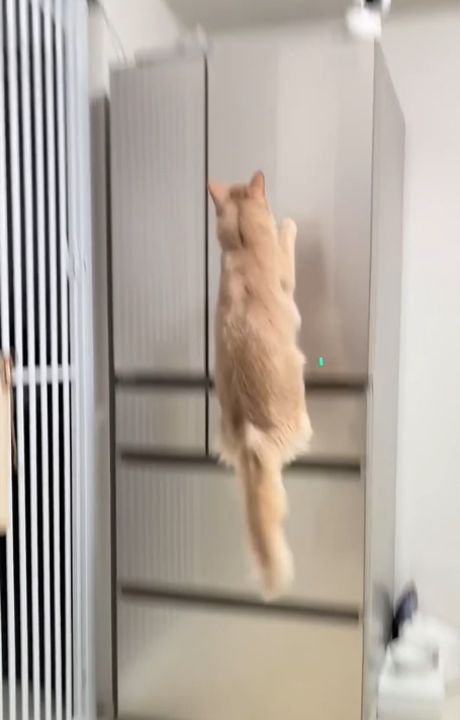 冷蔵庫に向かってジャンプする猫