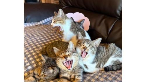 ソファーにいる猫