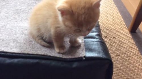 うとうとする子猫