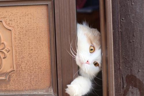 ドアから出ようとする猫
