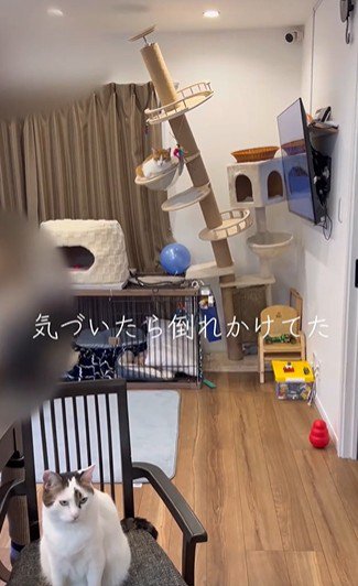 倒れかけたキャットタワー