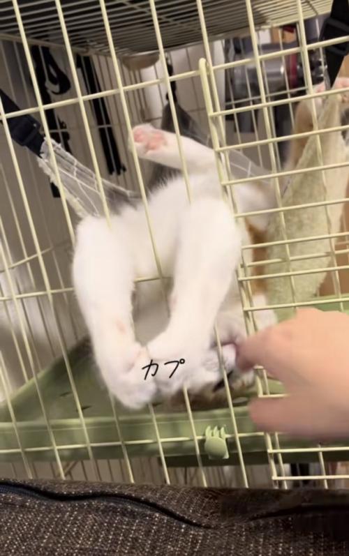 ハンモックでくつろぐ猫の写真7