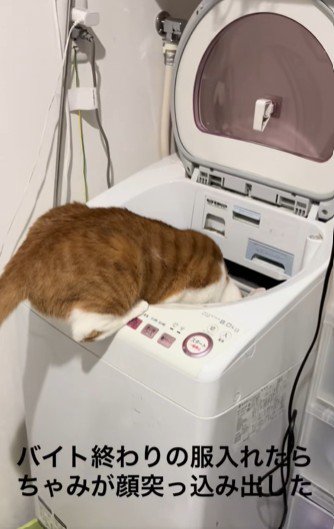 洗濯機に頭を突っ込む猫