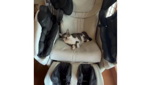 チェアに座る猫