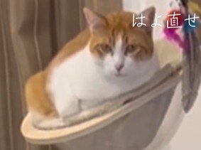 ハンモックでくつろぐ猫