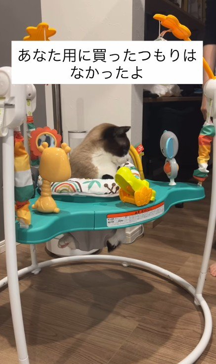 赤ちゃんのおもちゃで遊ぶ猫