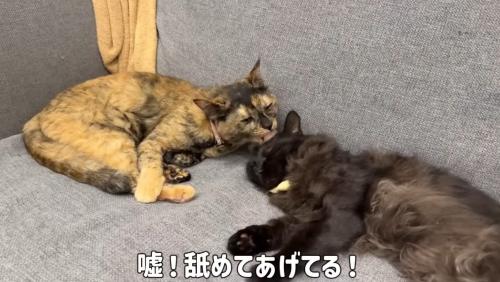 近くで昼寝をする猫達