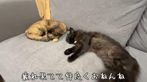 近くで昼寝をする猫達