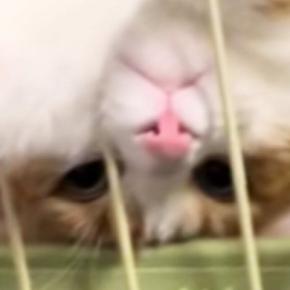 ハンモックでくつろぐ猫→『独特な体勢』で……「ナマケモノ見たのかなｗ」「なんちゅう格好ｗ」思わず笑ってしまう瞬間に反響
