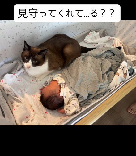 赤ちゃんと寝る猫