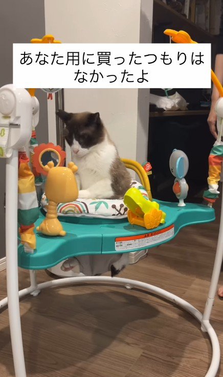赤ちゃんのおもちゃで遊ぶ猫