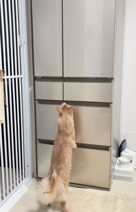 冷蔵庫に前足をかけて立ち上がる猫