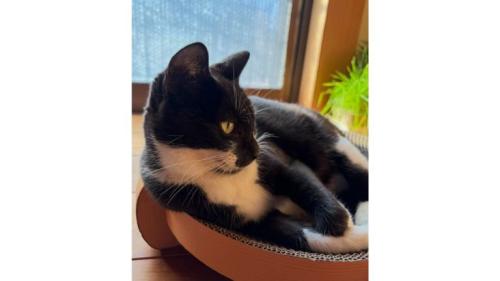 室内にいる猫