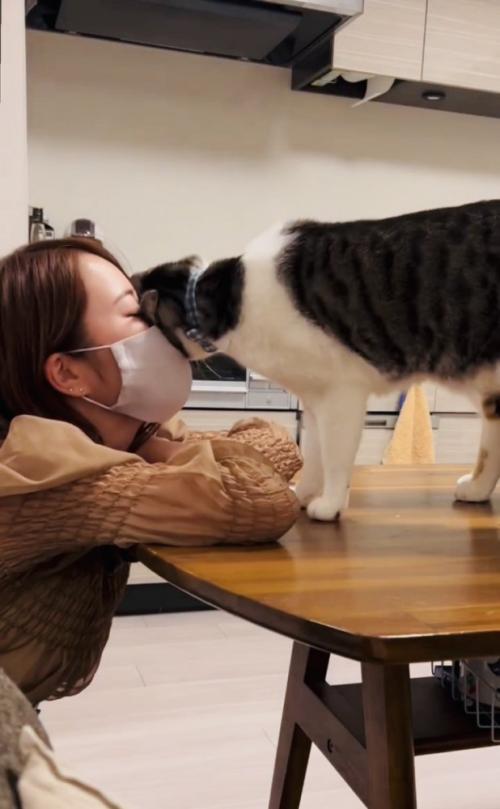 ママさんの顔にスリスリするサバ白猫