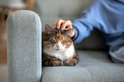 撫でられる猫