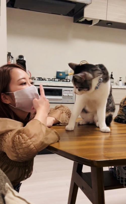 自分の顔を指差すママさんを見るサバ白猫