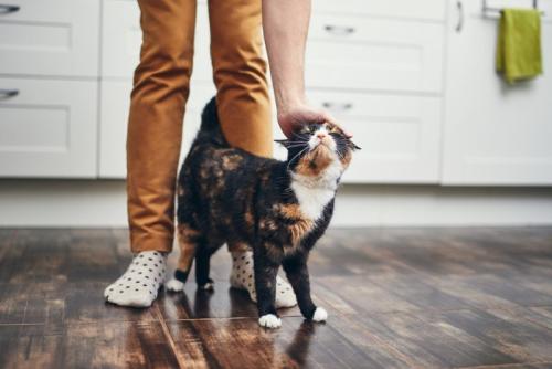 体を擦り付ける猫