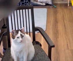 椅子の上に座る猫
