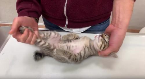 検査を受ける猫