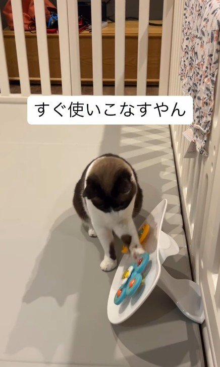 赤ちゃんのおもちゃで遊ぶ猫