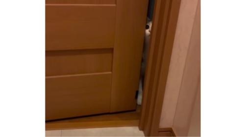 扉越しの猫