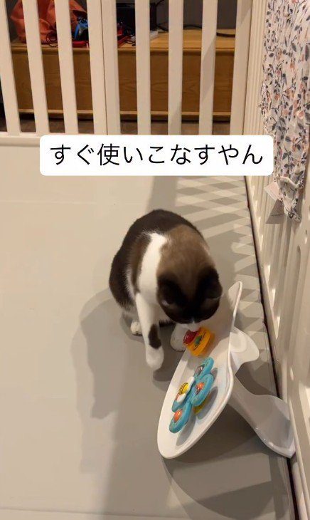 赤ちゃんのおもちゃで遊ぶ猫