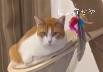 じっとこちらを見る猫
