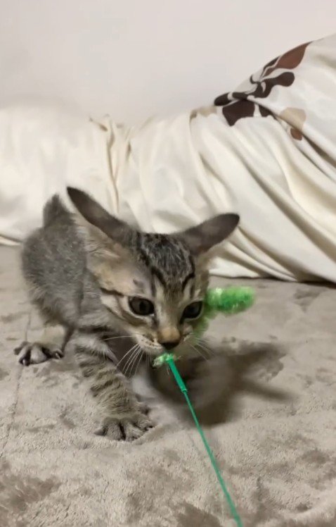 おもちゃで遊ぶ子猫