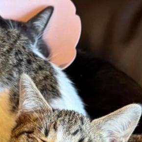 『ソファの上に集まる猫たち』を撮ったら…見事にシンクロした『可愛すぎる瞬間』に「ええええ奇跡」「こんなに揃うことあるんだ」と驚きの声