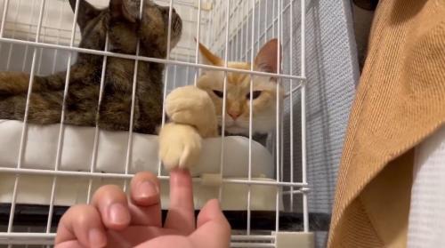 猫の前足を上下に揺らす撮影者