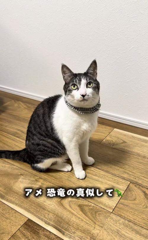 フローリングに座るサバ白猫