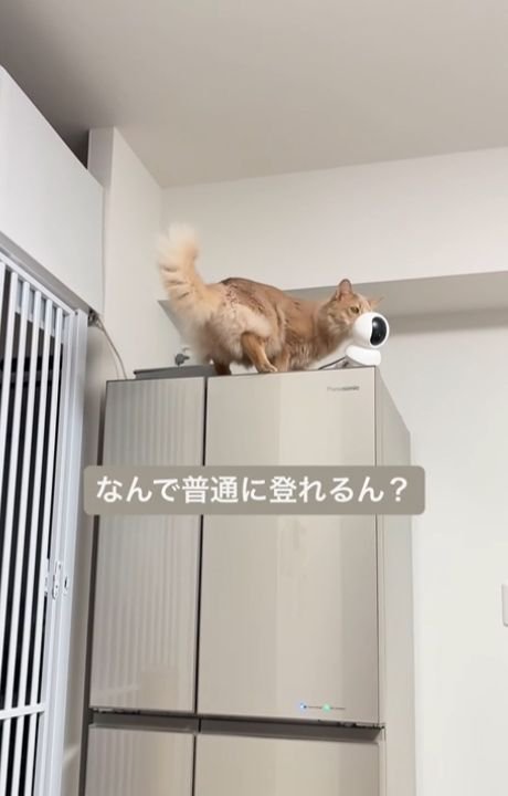 冷蔵庫の上に乗った猫