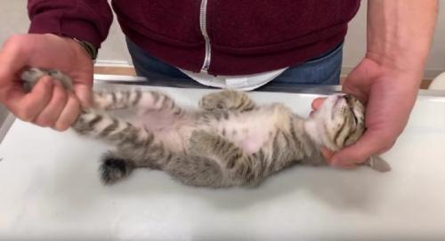検査を受ける猫