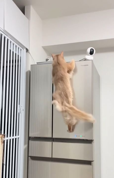 冷蔵庫の上部に前足をかける猫