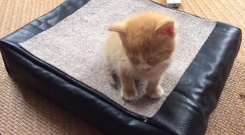 うとうとする子猫
