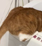 猫のおしり