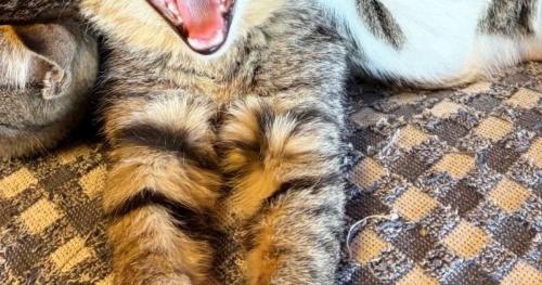 猫の手