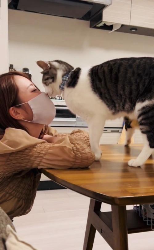 ママさんの顔にスリスリするサバ白猫