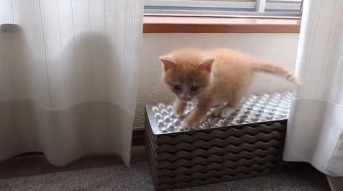 段の上に乗っている子猫