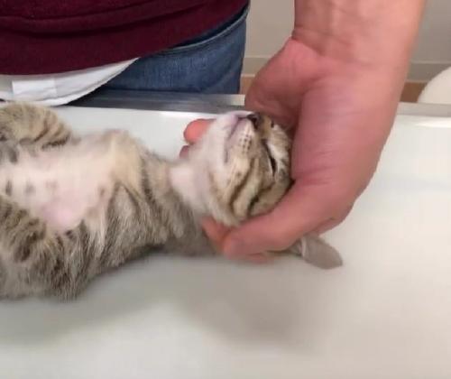 検査を受ける猫