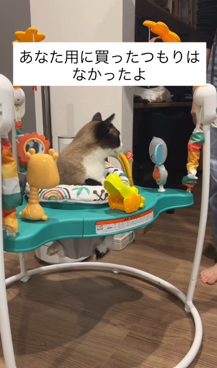 赤ちゃんのおもちゃで遊ぶ猫